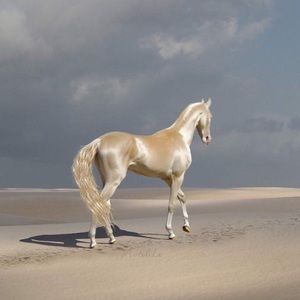 Meet your Posher, Adam